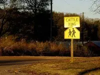 funny-road-signs-cattle.webp