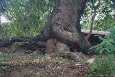 trees_sex1.jpg