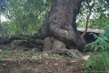 trees_sex1.webp