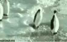 Pingu.gif