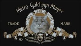 MGM Kitty.jpg