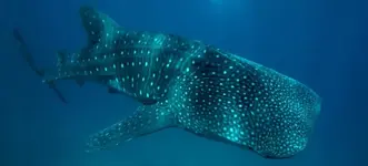 whale-shark-1030x467.webp