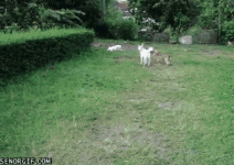 K92rM.gif