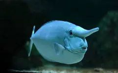 Unicorn-fish.webp