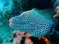 tribloo-destinations-25-moray-leopard-reef-coral-mauritius-37a8b94b99d652d83ec446e1ffbf8eec.webp