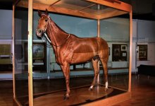 WARHorses_PharLap_stuffed.jpg