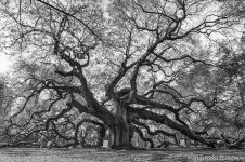 2012-03-19_angeloak_booker_0083_hdr.jpg