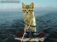 cat-water-skiing.gif