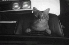 cat-driving-car.gif