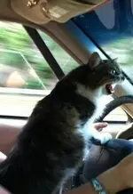 Top-10-Images-of-Cats-Driving-7.webp