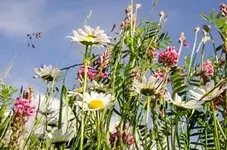 blumenwiese-bunt-300-fl.webp