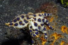 blue-spotted-octopus.jpg