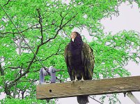 buzzard1.jpg