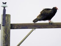 buzzard3.JPG