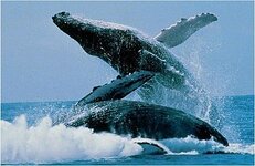 two-humpback-whales-breaching.jpg