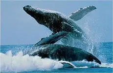 two-humpback-whales-breaching.webp