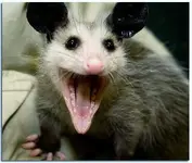 baby20possum11.webp