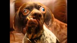 world-s-ugliest-dog-youtube.jpg