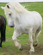 whitePercheron.jpg