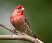 house finch.webp