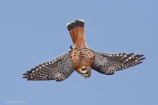 american kestrel 2.jpg