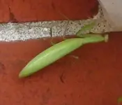 praying mantis.webp