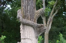 What is this tree saying.webp