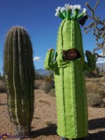 saguaro_cactus6.jpg