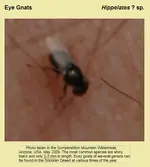 eye gnat.webp