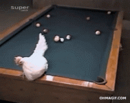 epic-chicken-pool-shot.gif