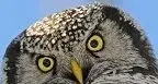 Owl.webp