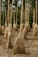 growing brooms.webp