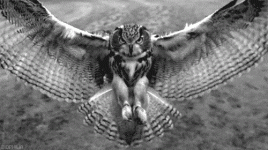 flying-owl-animated-gif.gif