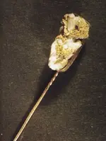 stick pin Dutchman's gold.webp