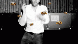 Tom's Bee Farm Gone Wild.gif