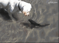 dog and fish.gif