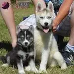 mini Husky.webp