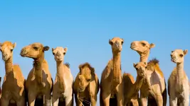 animals_hero_camels.webp