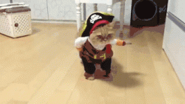 Captain Kitty Hook.gif