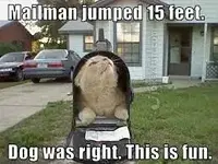 cat playing trick on mailman.webp