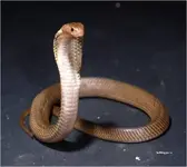 Common-spitting-cobra-2.webp