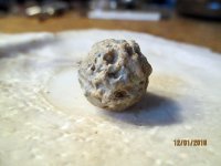 Chewed Round Ball NH .11.30.2018 pic.4.JPG