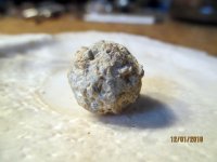 Chewed Round Ball NH .11.30.2018 pic.5.JPG