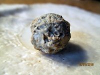 Chewed Round Ball NH .11.30.2018 pic.6.JPG