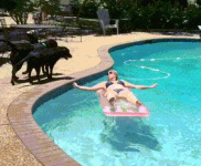 dogs jumping in pool.gif