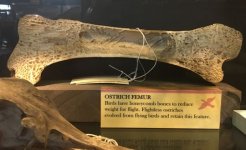 ostrich_femur_halved.jpg