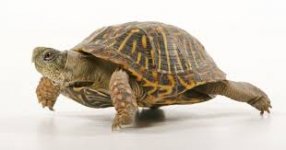 turtle.jpg