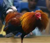 Cock.webp