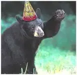 drunk-bear-custom-3.webp