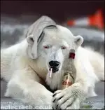 drunkpolar.webp